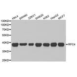 Western blot - RFC4 Antibody from Signalway Antibody (32880) - Antibodies.com