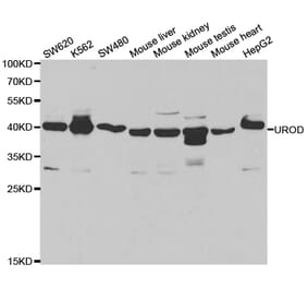 Western blot - UROD Antibody from Signalway Antibody (32886) - Antibodies.com