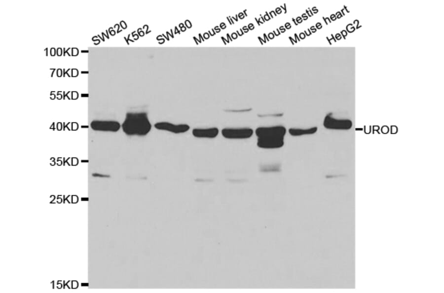 Western blot - UROD Antibody from Signalway Antibody (32886) - Antibodies.com