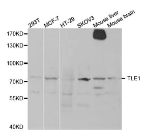 Western blot - TLE1 Antibody from Signalway Antibody (32891) - Antibodies.com