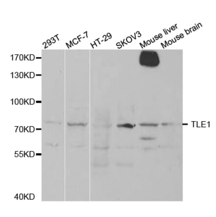 Western blot - TLE1 Antibody from Signalway Antibody (32891) - Antibodies.com