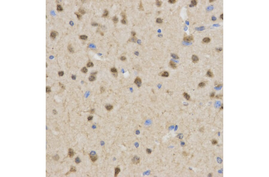 Immunohistochemistry - TLE1 Antibody from Signalway Antibody (32891) - Antibodies.com