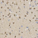 Immunohistochemistry - TLE1 Antibody from Signalway Antibody (32891) - Antibodies.com