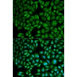 Immunofluorescence - CTSA Antibody from Signalway Antibody (32893) - Antibodies.com