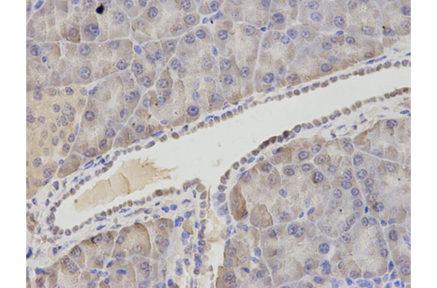 Immunohistochemistry - ASNS Antibody from Signalway Antibody (32909) - Antibodies.com