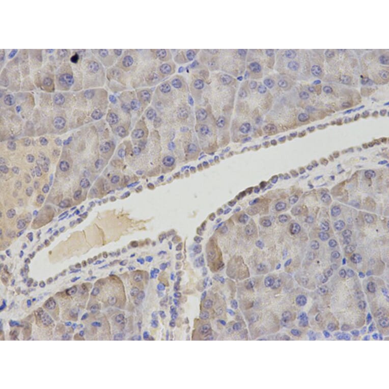 Immunohistochemistry - ASNS Antibody from Signalway Antibody (32909) - Antibodies.com