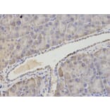 Immunohistochemistry - ASNS Antibody from Signalway Antibody (32909) - Antibodies.com