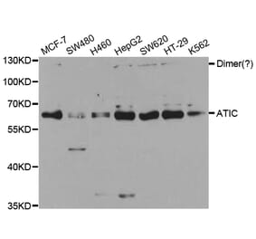 Western blot - ATIC Antibody from Signalway Antibody (32910) - Antibodies.com