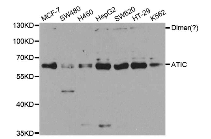 Western blot - ATIC Antibody from Signalway Antibody (32910) - Antibodies.com