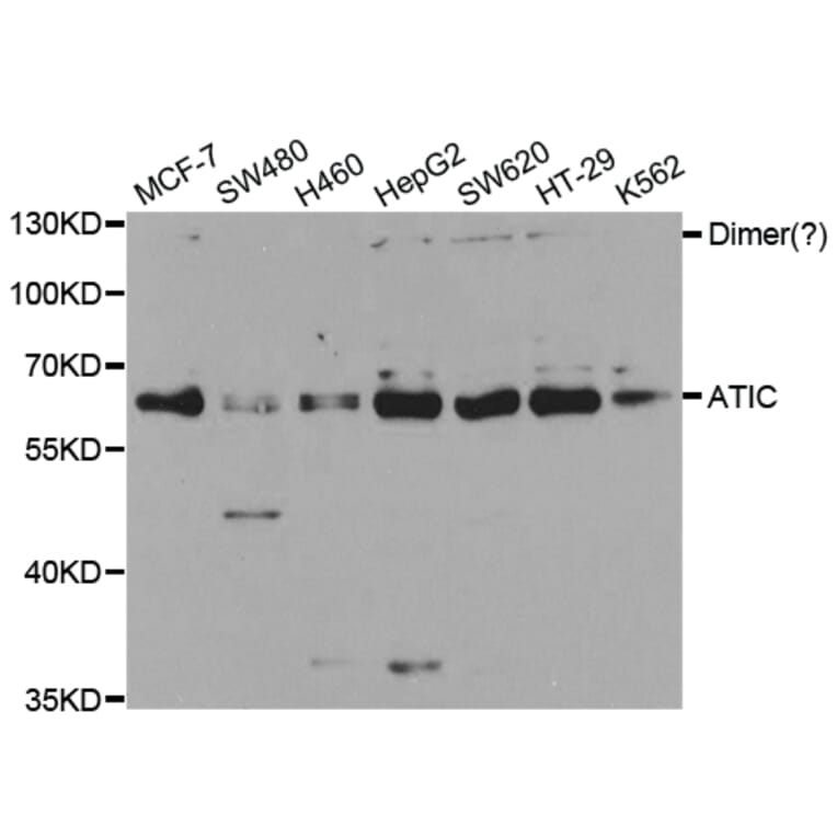 Western blot - ATIC Antibody from Signalway Antibody (32910) - Antibodies.com