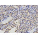 Immunohistochemistry - ATIC Antibody from Signalway Antibody (32910) - Antibodies.com