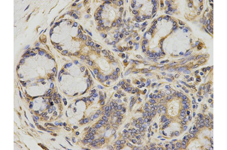 Immunohistochemistry - ATIC Antibody from Signalway Antibody (32910) - Antibodies.com