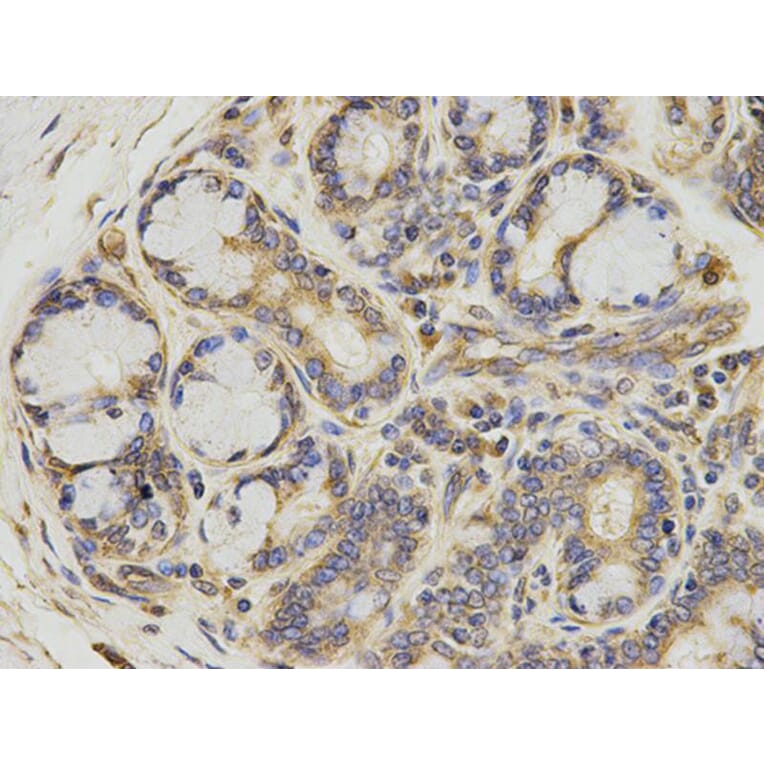 Immunohistochemistry - ATIC Antibody from Signalway Antibody (32910) - Antibodies.com