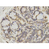 Immunohistochemistry - ATIC Antibody from Signalway Antibody (32910) - Antibodies.com