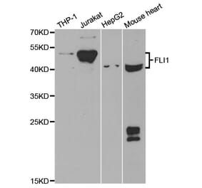 Western blot - FLI1 Antibody from Signalway Antibody (32943) - Antibodies.com