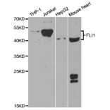 Western blot - FLI1 Antibody from Signalway Antibody (32943) - Antibodies.com