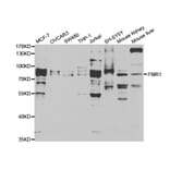 Western blot - FMR1 Antibody from Signalway Antibody (32944) - Antibodies.com