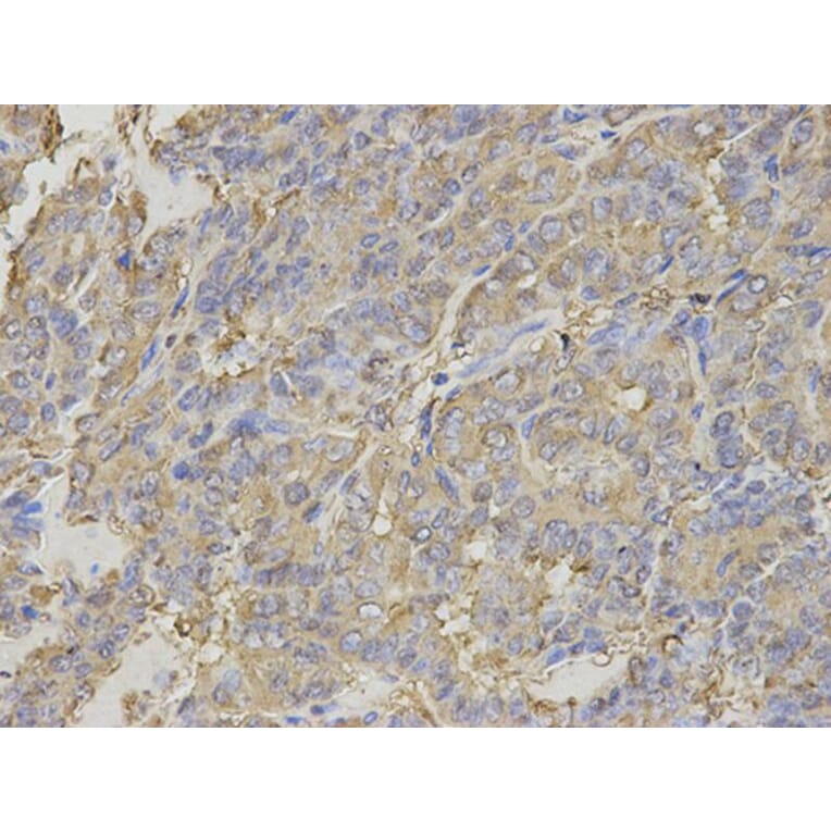 Immunohistochemistry - FMR1 Antibody from Signalway Antibody (32944) - Antibodies.com