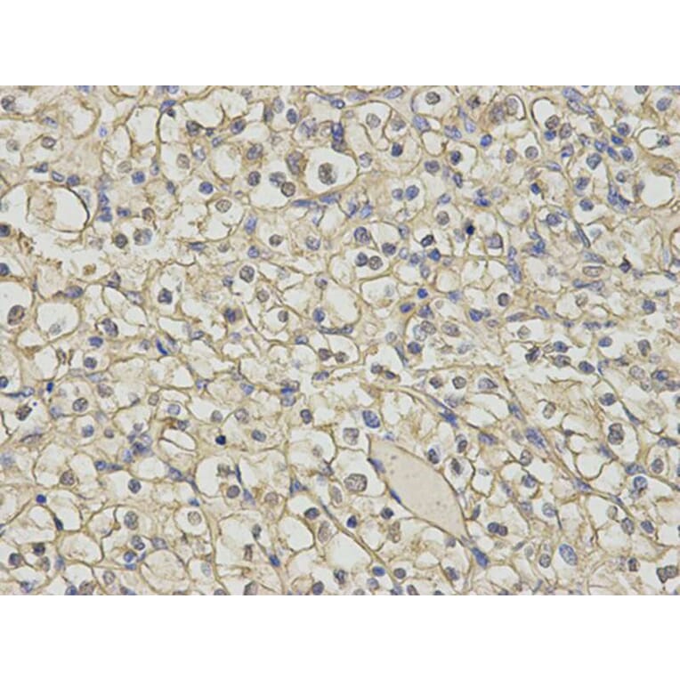 Immunohistochemistry - FMR1 Antibody from Signalway Antibody (32944) - Antibodies.com