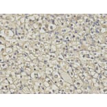 Immunohistochemistry - FMR1 Antibody from Signalway Antibody (32944) - Antibodies.com