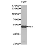 Western blot - TP53 Antibody from Signalway Antibody (33023) - Antibodies.com