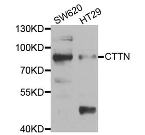 Western blot - CTTN Antibody from Signalway Antibody (33048) - Antibodies.com