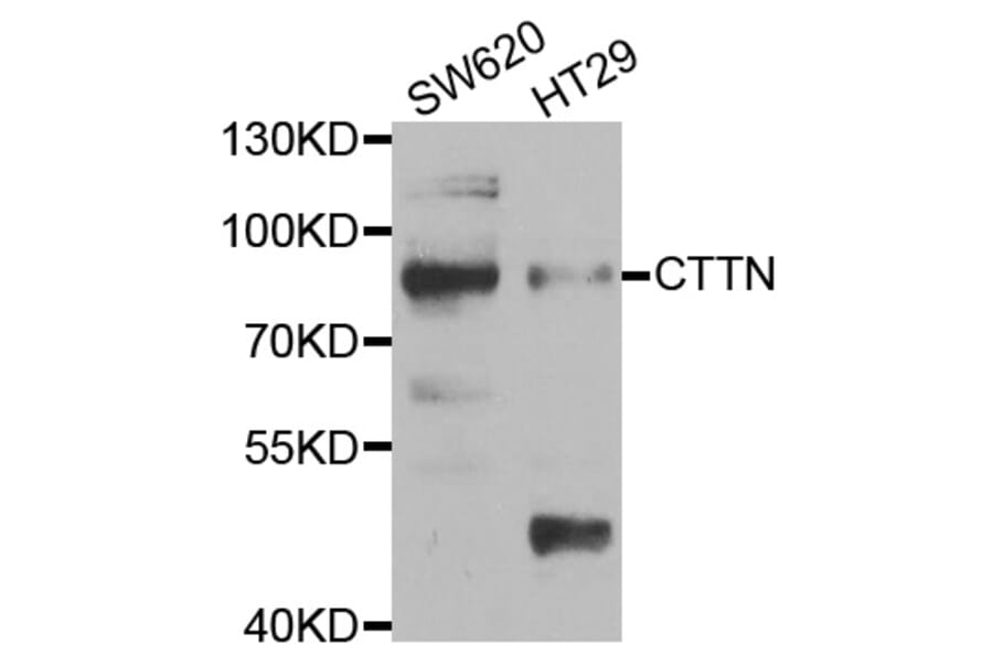 Western blot - CTTN Antibody from Signalway Antibody (33048) - Antibodies.com