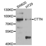 Western blot - CTTN Antibody from Signalway Antibody (33048) - Antibodies.com