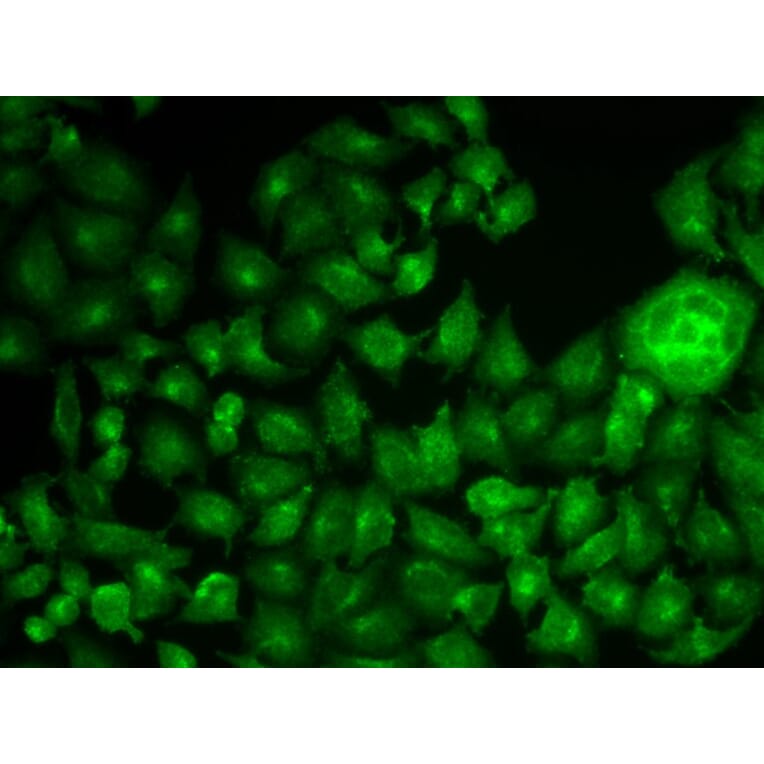 Immunofluorescence - CTTN Antibody from Signalway Antibody (33048) - Antibodies.com