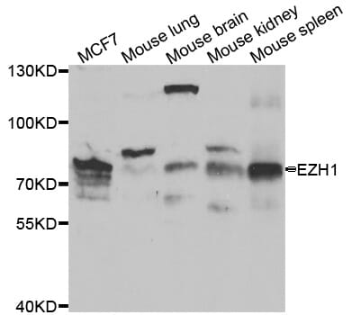 Anti-EZH1 Antibody (A35578) | Antibodies.com
