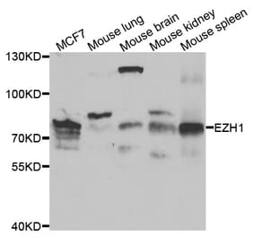 Western blot - EZH1 Antibody from Signalway Antibody (33064) - Antibodies.com