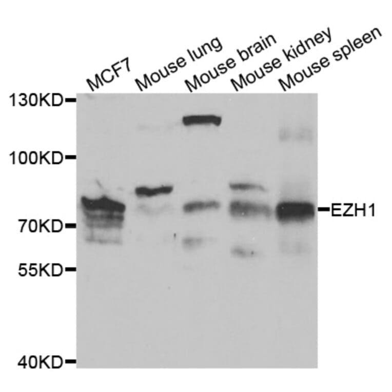 Western blot - EZH1 Antibody from Signalway Antibody (33064) - Antibodies.com