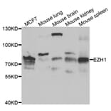 Western blot - EZH1 Antibody from Signalway Antibody (33064) - Antibodies.com
