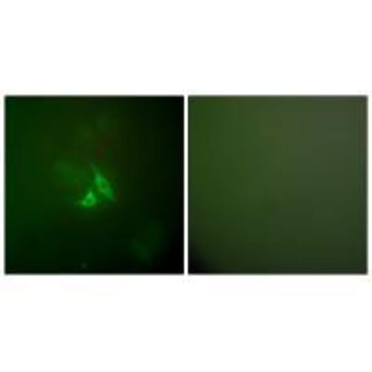Immunofluorescence - Cox2 Antibody from Signalway Antibody (33345) - Antibodies.com