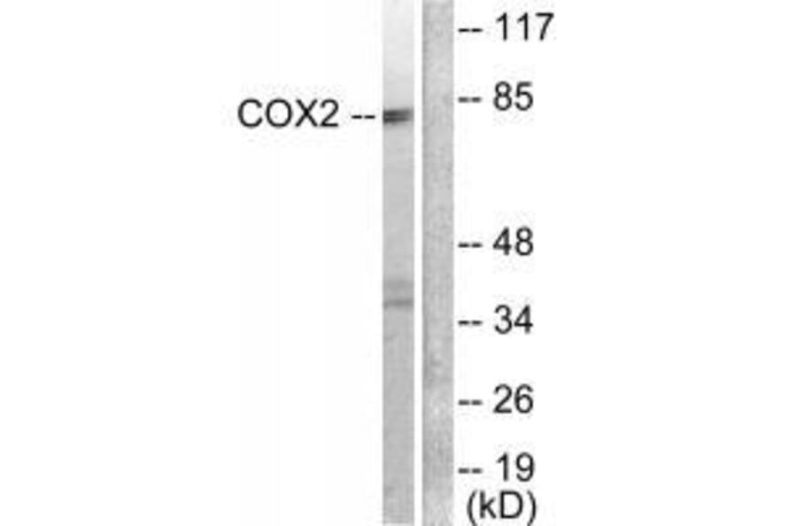 Western blot - Cox2 Antibody from Signalway Antibody (33345) - Antibodies.com