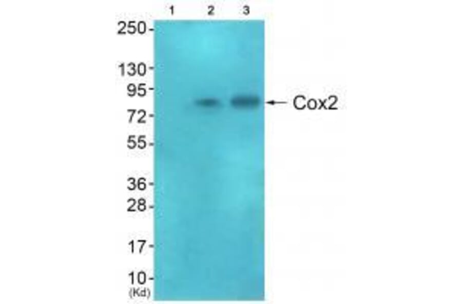 Western blot - Cox2 Antibody from Signalway Antibody (33345) - Antibodies.com