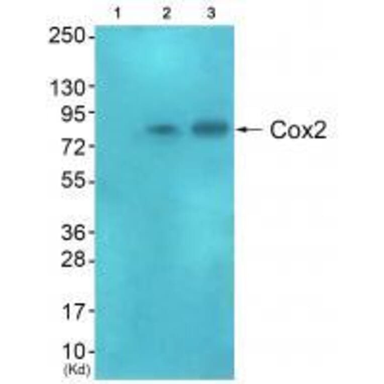 Western blot - Cox2 Antibody from Signalway Antibody (33345) - Antibodies.com