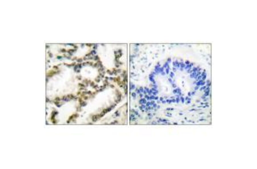 Immunohistochemistry - DJ-1 Antibody from Signalway Antibody (33356) - Antibodies.com