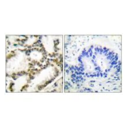 Immunohistochemistry - DJ-1 Antibody from Signalway Antibody (33356) - Antibodies.com