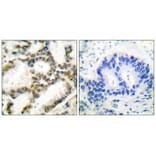 Immunohistochemistry - DJ-1 Antibody from Signalway Antibody (33356) - Antibodies.com