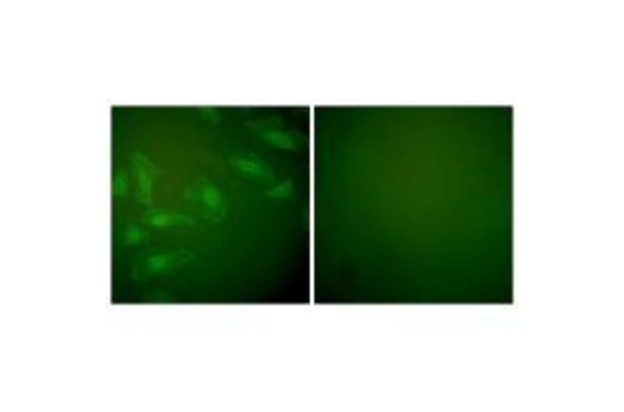 Immunofluorescence - DJ-1 Antibody from Signalway Antibody (33356) - Antibodies.com