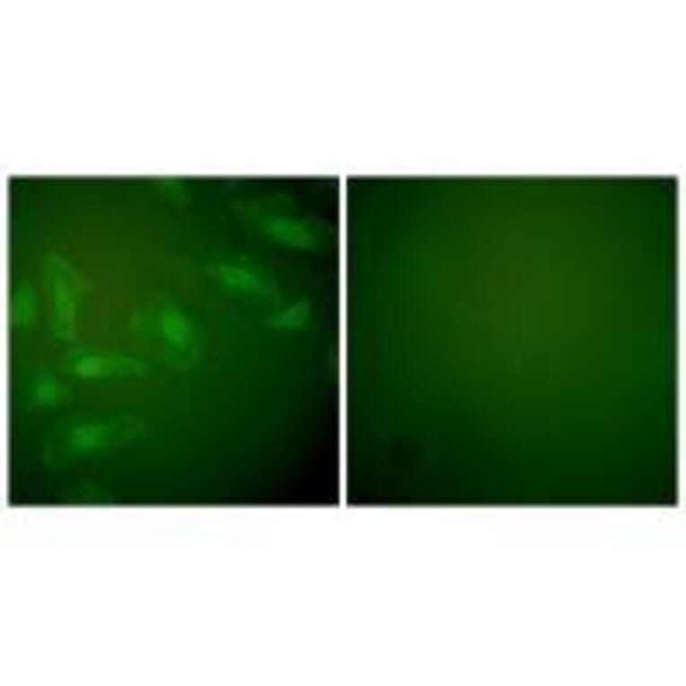 Immunofluorescence - DJ-1 Antibody from Signalway Antibody (33356) - Antibodies.com