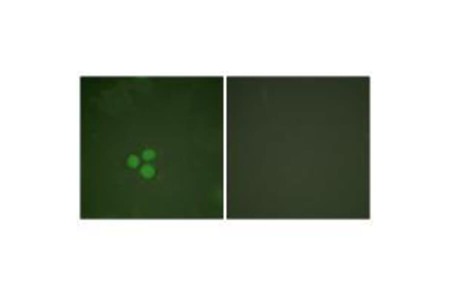 Immunofluorescence - DP-1 Antibody from Signalway Antibody (33359) - Antibodies.com