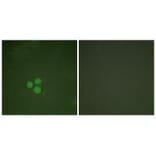 Immunofluorescence - DP-1 Antibody from Signalway Antibody (33359) - Antibodies.com