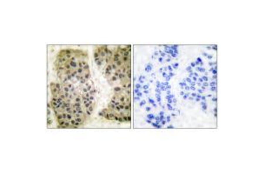 Immunohistochemistry - GANP Antibody from Signalway Antibody (33383) - Antibodies.com