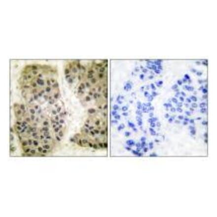 Immunohistochemistry - GANP Antibody from Signalway Antibody (33383) - Antibodies.com