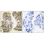 Immunohistochemistry - GANP Antibody from Signalway Antibody (33383) - Antibodies.com