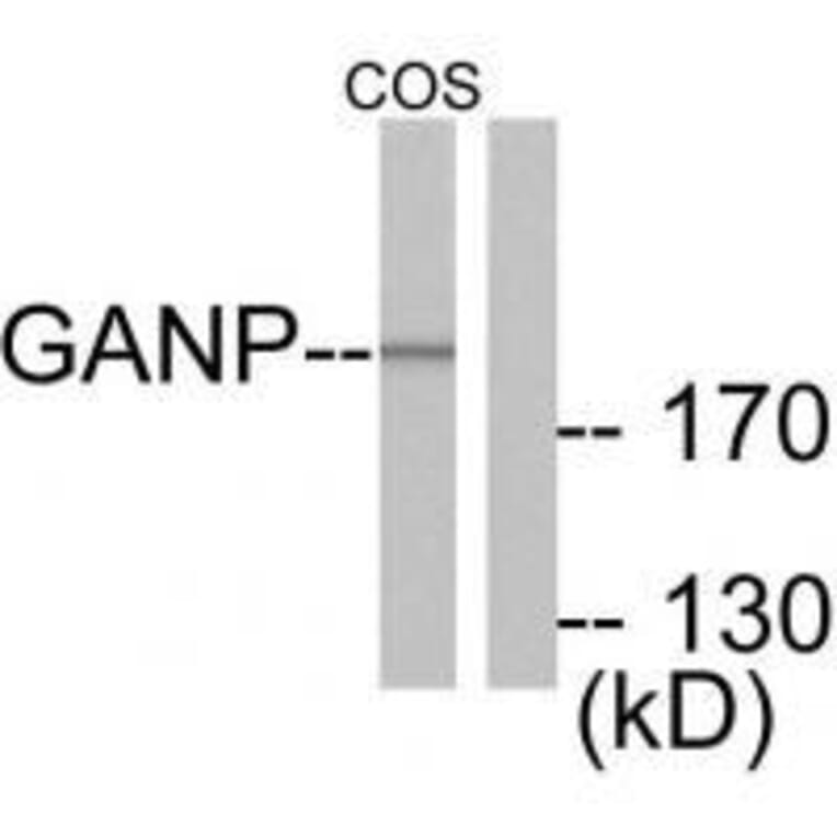 Western blot - GANP Antibody from Signalway Antibody (33383) - Antibodies.com