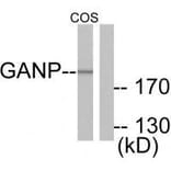 Western blot - GANP Antibody from Signalway Antibody (33383) - Antibodies.com