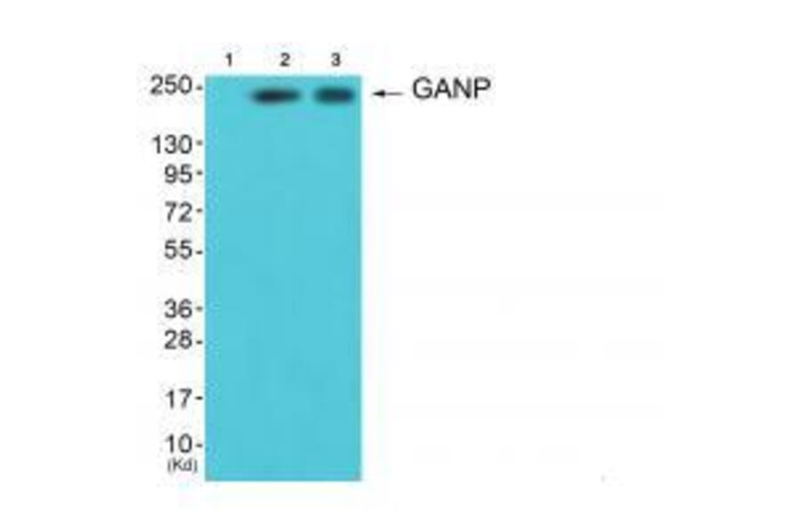 Western blot - GANP Antibody from Signalway Antibody (33383) - Antibodies.com